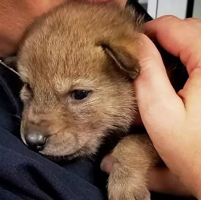 捡到小土狗交给了警察，兽医瞧了半天：你捡的可不是狗啊