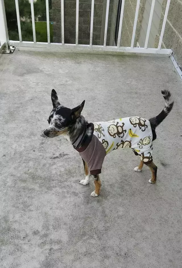 穿著睡衣的可愛汪星人