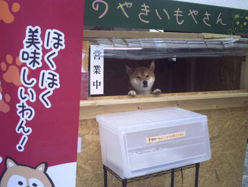 人手不足所以找汪汪代替，柴柴店长顾店卖烤地瓜，瞬间售完