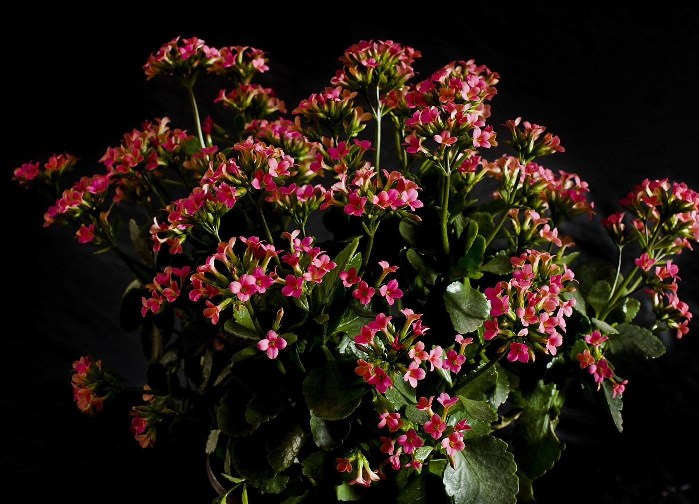 长寿花夏天休眠？反正我是不信的，扦插才20天就这样了