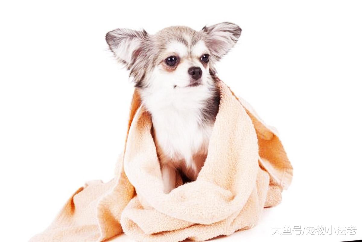 都说带狗去宠物店洗澡好？其实并不是所有的狗，都适合去宠物洗澡