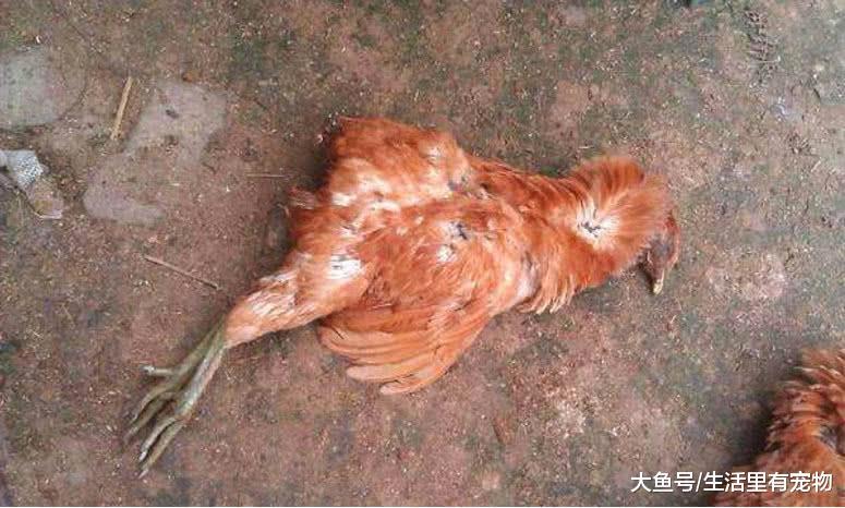 貨車司機壓死兩只雞，雞主人不依不饒，隨后的事情讓人心痛！