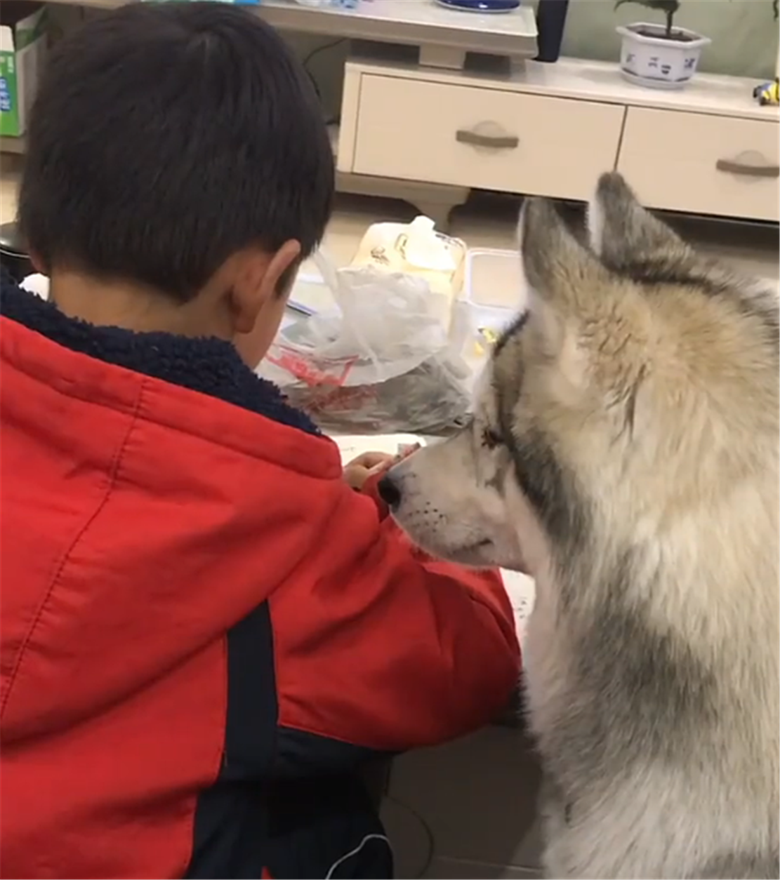 二哈监督儿子写作业，在桌前拱来拱去，儿子：严重拉低作业速度…