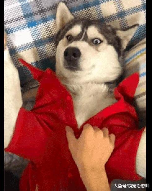 主人帮哈士奇脱下衣服, 它一脸的惊恐表情: 铲屎的你要干嘛?