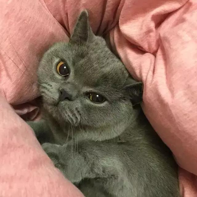 主人看电视看哭了，猫咪突然跑过来，原以为是来安慰自己，没想到