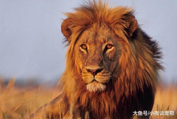 老虎為什么比獅子厲害，獅子為什么打不過老虎？