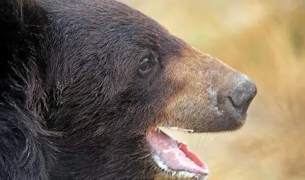 黑熊长期被囚禁，被迫表演与狗搏斗的残忍戏码，十年后终被解救