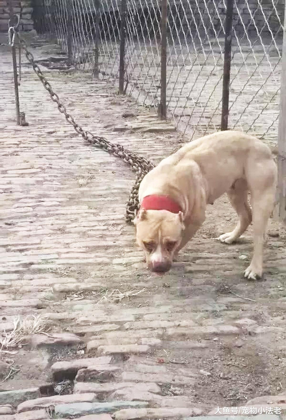 男子将藏獒驯服，便想挑战比特犬，但看到比特犬举动后，直接认怂