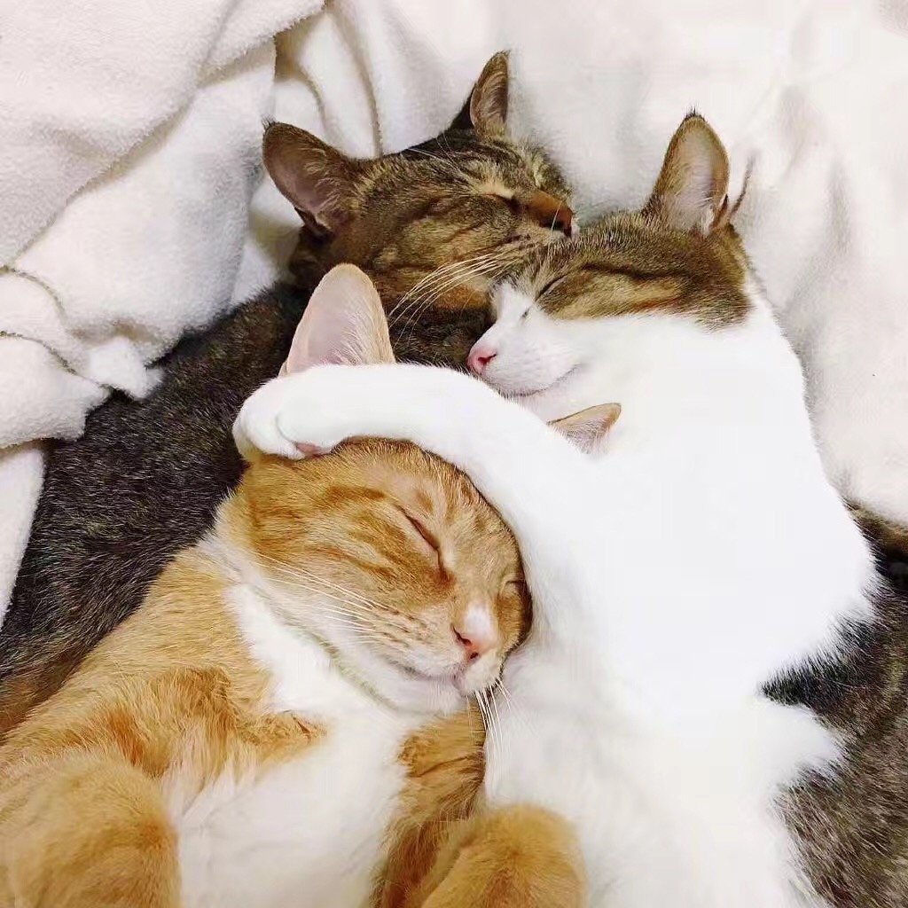 三只猫咪感情太好，连睡觉都要抱在一起！这模样要萌死人啊……