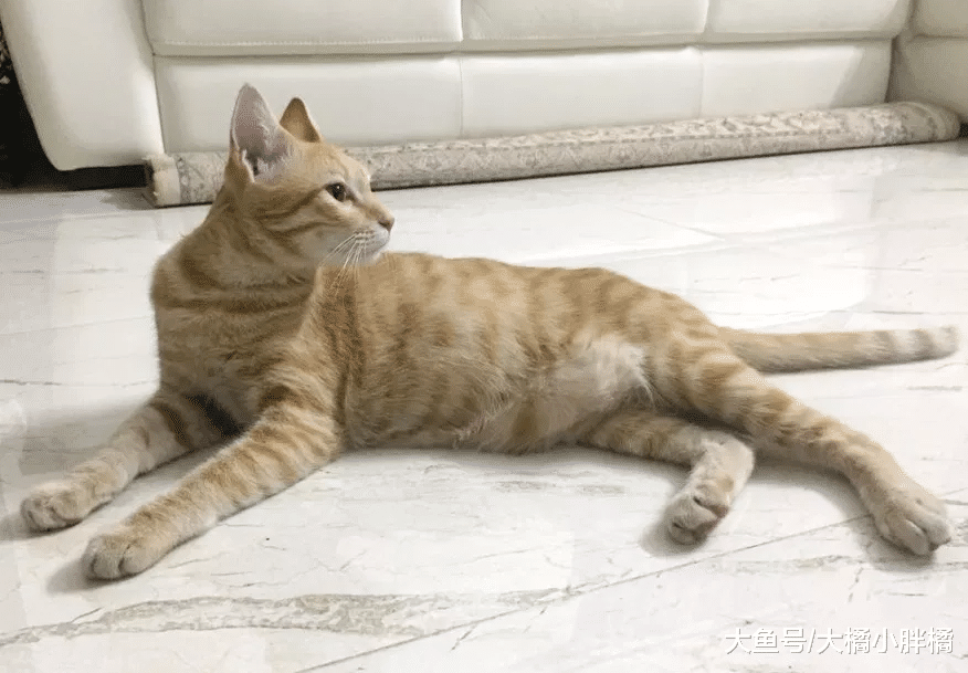 瘦弱小猫孤独地躲在车底，小伙于心不忍带回家，6个月后吃成胖橘