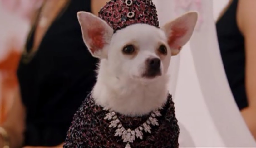 就是要打扮我的狗！又美又拽的女王范儿，主人的口袋已掏空