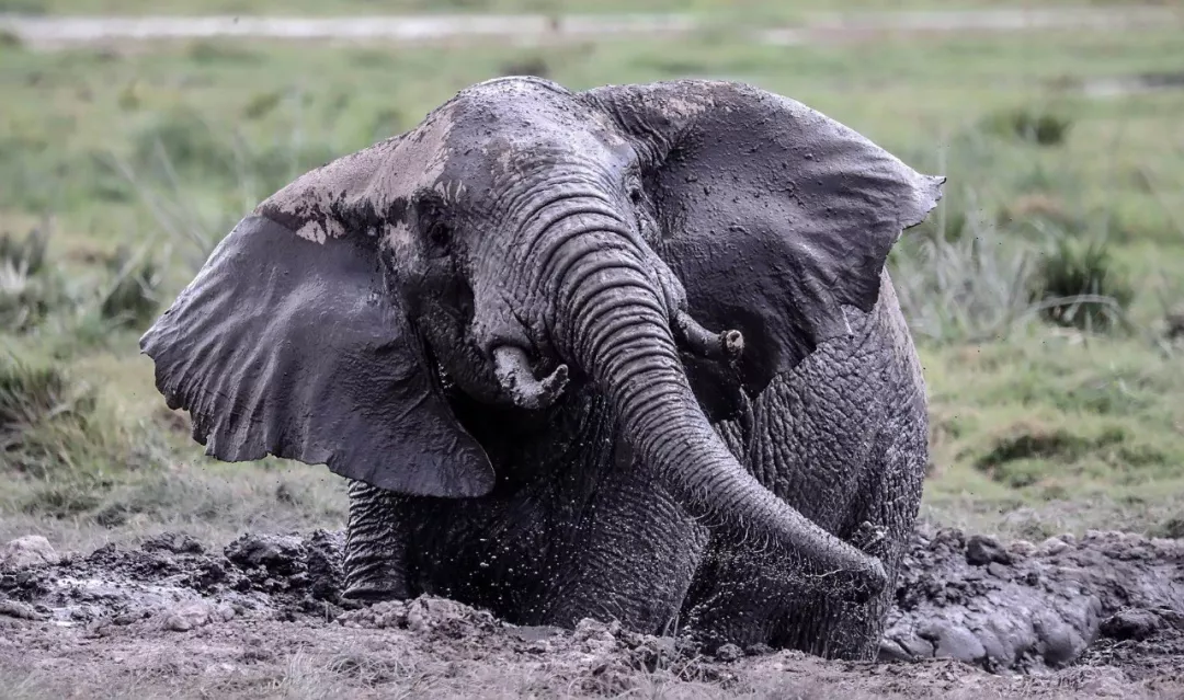 遭遇肯尼亚（一）跟着肖戈拍大象