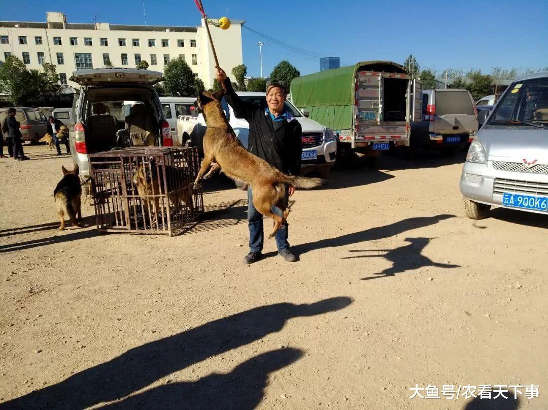商贩出售的马犬绝活不少, 喊价1800元! 围观者觉得太贵了
