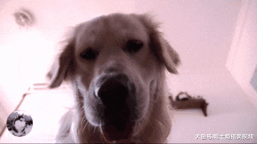 金毛今年才3岁，却当了2年的“管家婆”，睁眼就看到大饼脸