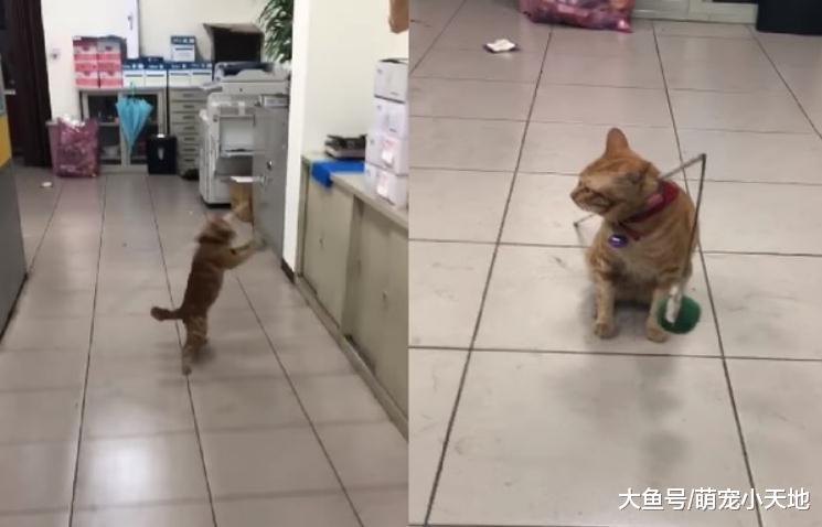 辦公室小貓背逗貓棒逗自己，伸手抓球被網友大贊：這招好方便