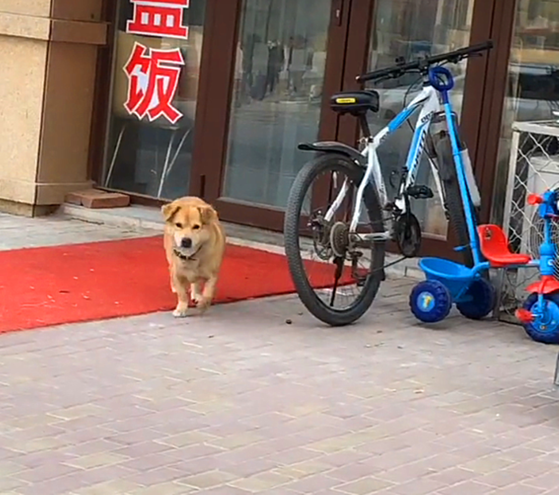 主人開餐廳，黃狗在外面充當活招牌招徠顧客，狗：新年旺旺旺……