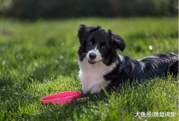 你知道哪些狗狗之最？边牧是最聪明的狗狗，它是最大的狗狗