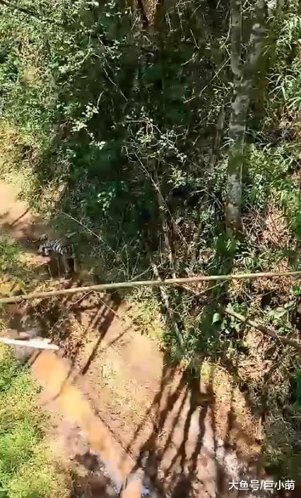 骑车遇拦路虎，夫妻弃车爬上竹子，暴晒30分钟后捡回一命