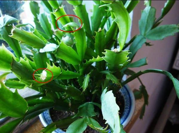 蟹爪兰能晒太阳吗？