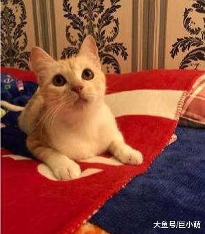 阳台出现超可爱自来猫，身上没有身份标识，这大概是上天的礼物吧