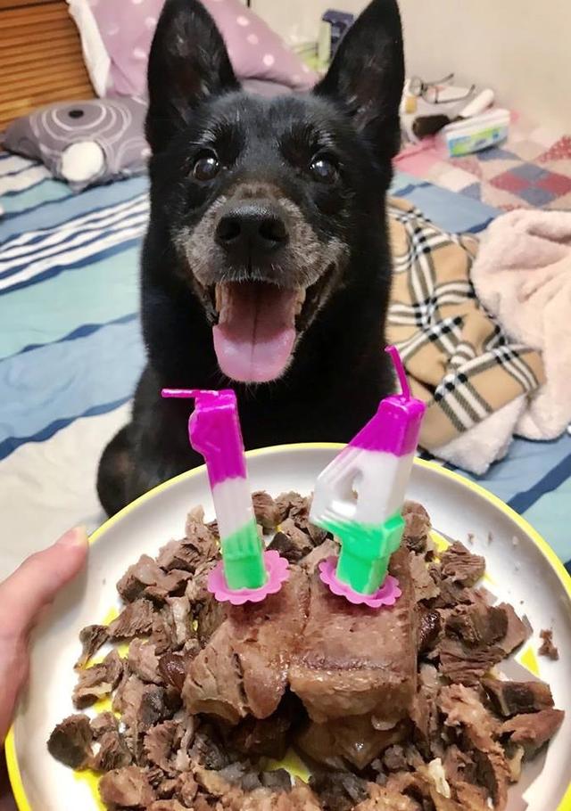 主人熟睡时被狗狗啃咬，但没有责怪狗狗，它已经老了它也不想的