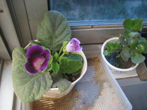 如何让大岩桐开爆盆呢，这里知道来看看吧