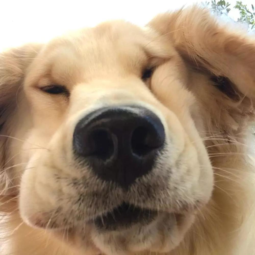 狗子自从不小心打开了前置摄像头, 便一发不可收拾...