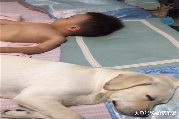 拉布拉多突然不见，最后在儿子的房间找到它，果然不把自己当外人