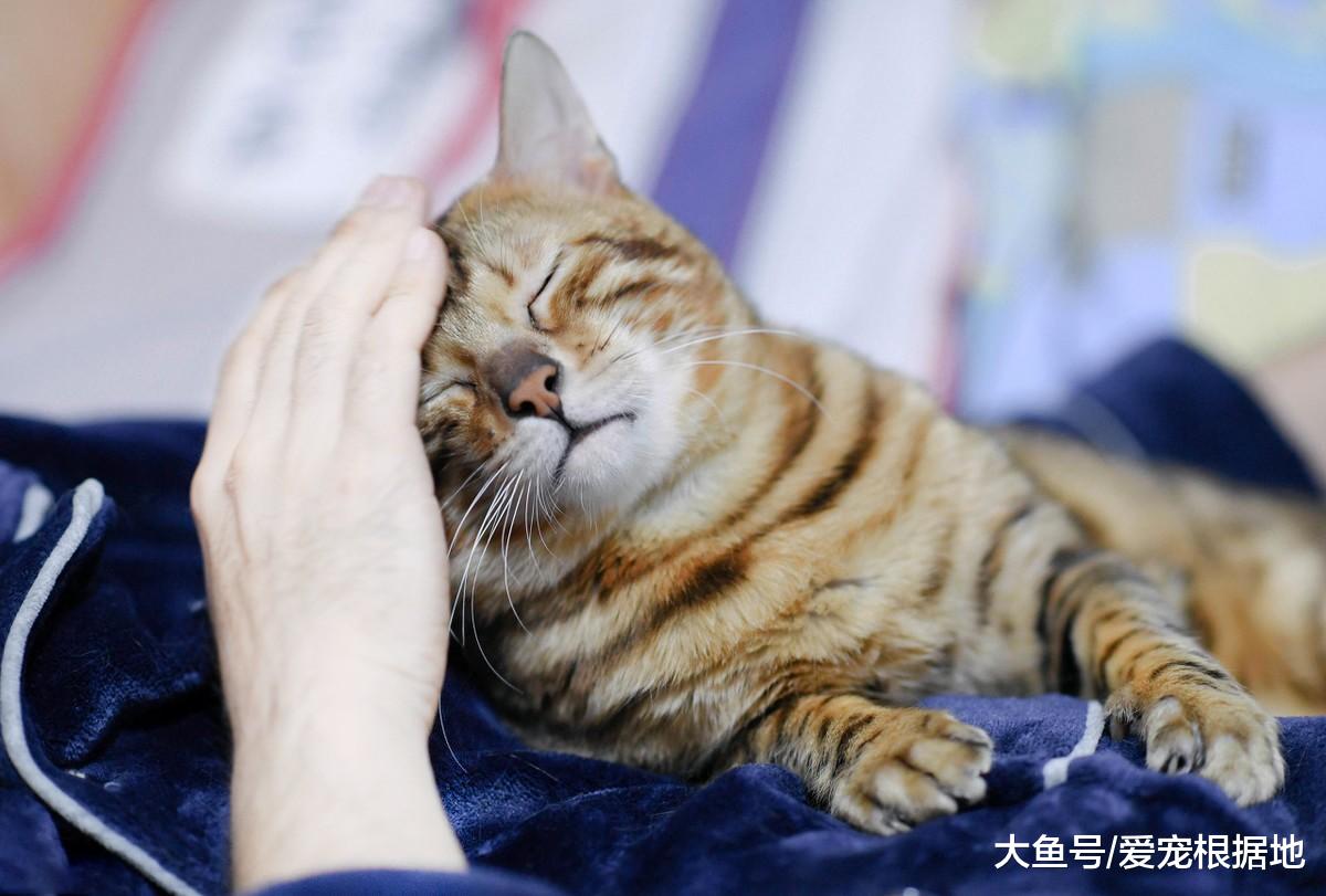 早上打开门，门口出现6只橘猫！自带吸猫体制是什么感受？