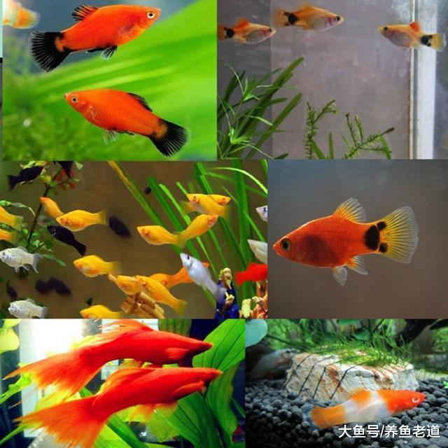 市面上常见的小观赏鱼混养原则，还要小心大鱼的孩子！