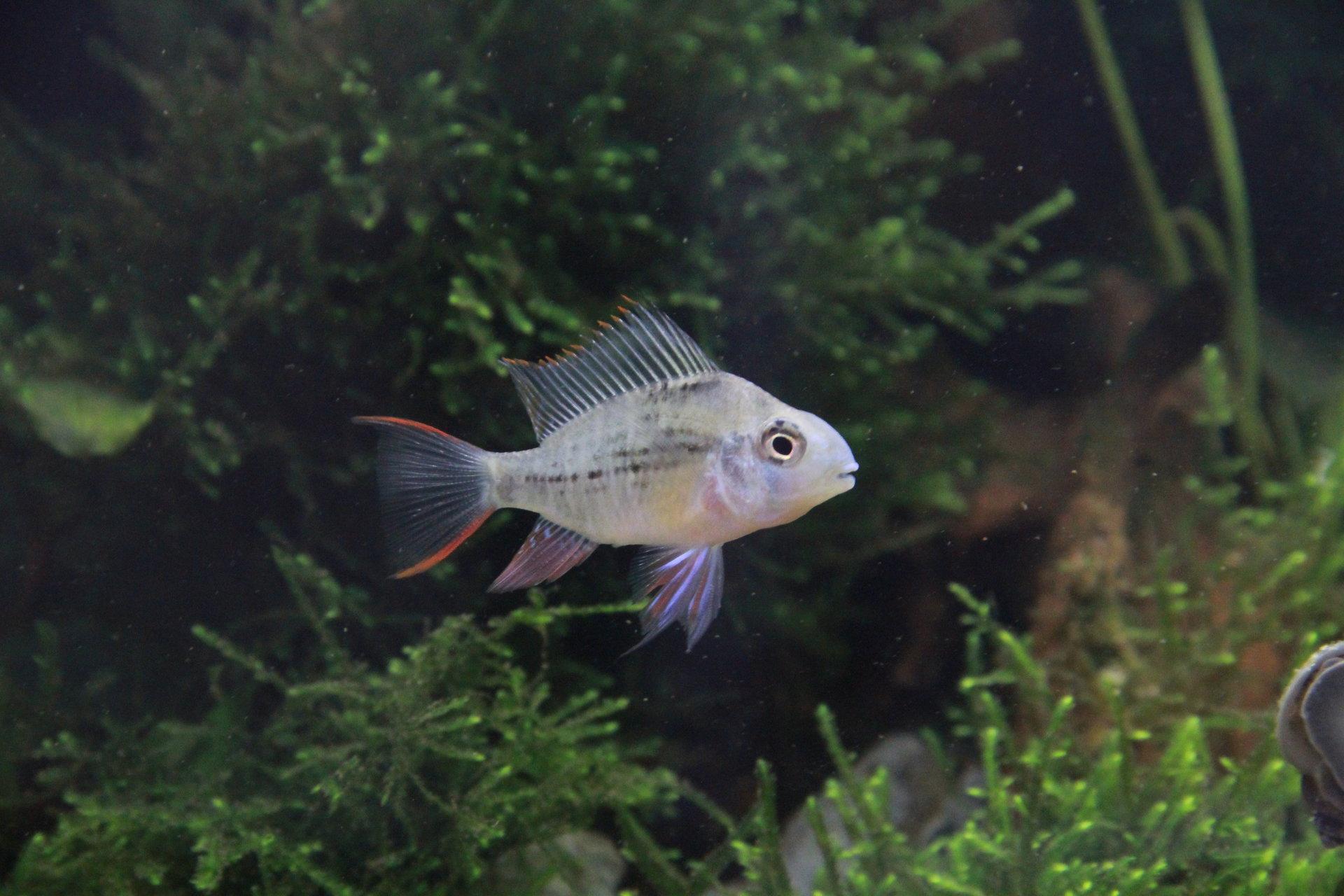 玻利维亚凤凰鱼