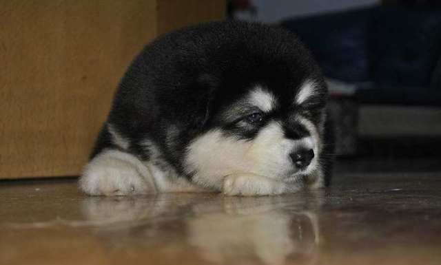 狗狗保持健康，不仅需要减肥，还要小心病虫哦！