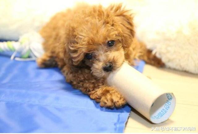 泰迪犬为什么那么瘦？其实原因有5个，铲屎官别忽视了！