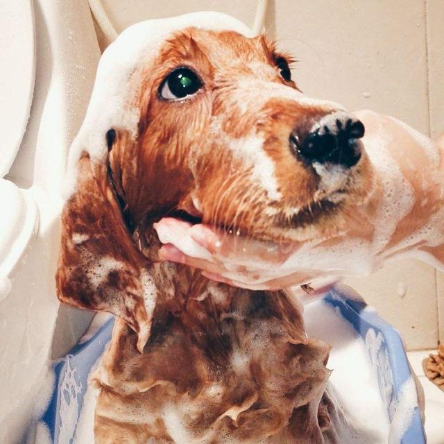 暖男金毛饲养很简单，可仍有四点雷区不能碰，不然将缩减狗狗寿命