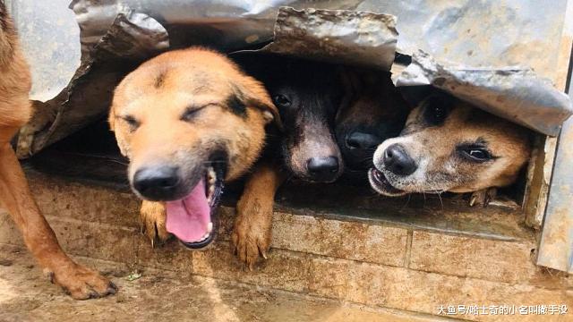 300块钱做的铁门，一天就被狗狗给拆了，这必须找他说理去