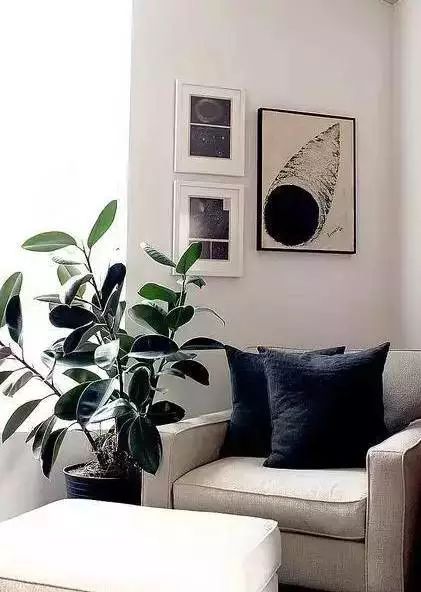 最适合客厅摆放的6种绿植，既美观又有利于家人健康！