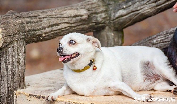 肥胖会缩短狗的寿命吗？这个调查告诉你