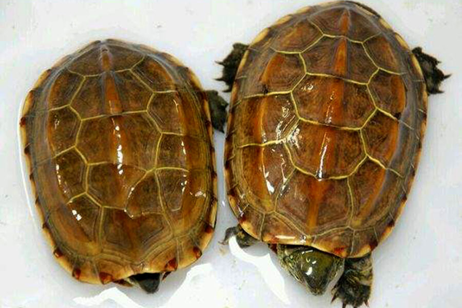 错甲的乌龟还能养吗？看完这些你就明白了