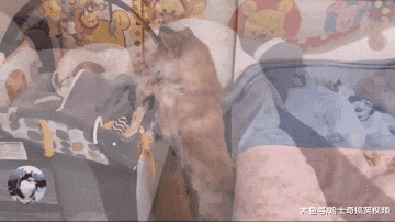 柴犬担心宝宝会踢被子，还懂得给它盖上，比妈妈还上心呢