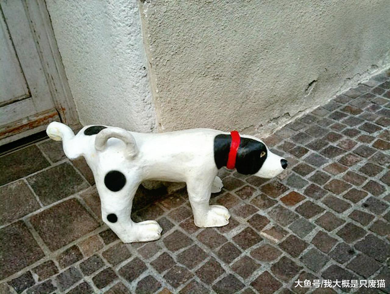 这么做狗狗从此不再乱尿