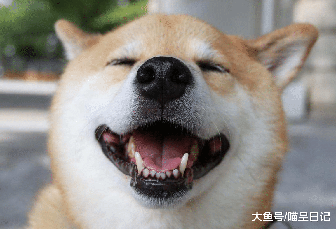 爱笑的狗狗格外招人喜欢? 这四种狗狗的笑容一个比一个治愈人心!