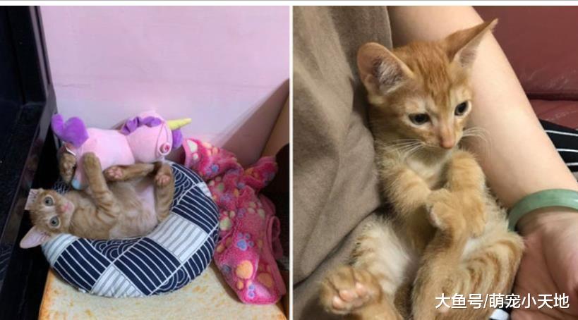 幼猫遭弃暗巷，她心疼收编3个月后怀疑：我养的是不是狗？