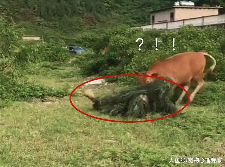 牛在田地里吃草，没想到草竟成精了，牛：我怀疑你脑子有点问题