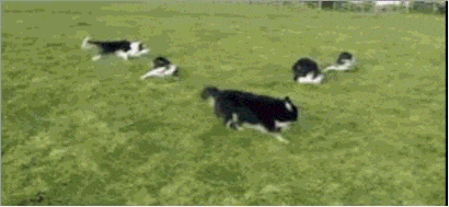 撒尿還能托馬斯旋轉的狗狗、水底玩飛盤的狗狗，你們城會玩