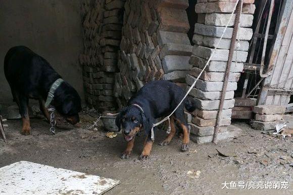 妈妈退居二线，罗威纳已经扛起看门的“大旗”，它很负责任