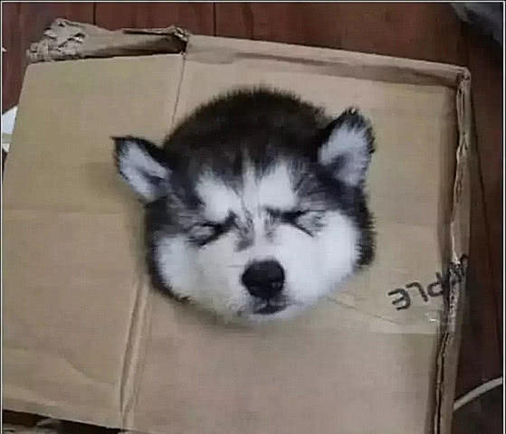 男子网购哈士奇，隔天到了拆箱，二哈一脸忧郁：我快挂了知道不