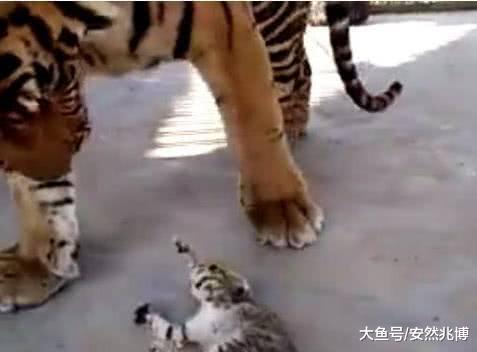 小奶猫误入虎窝，工作人员都捏把冷汗，可接下来这一刻太暖心了