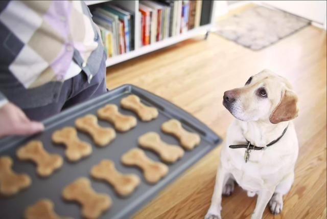 为什么狗狗会呜呜叫？可能是焦虑，轻松教会主人制止狗狗呜呜叫