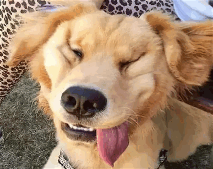 主人本想让金毛来引导二哈，结果却多了一只“二哈”，网友笑喷！