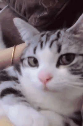 实名举报这只猫：年纪轻轻当小三，抢我对象！